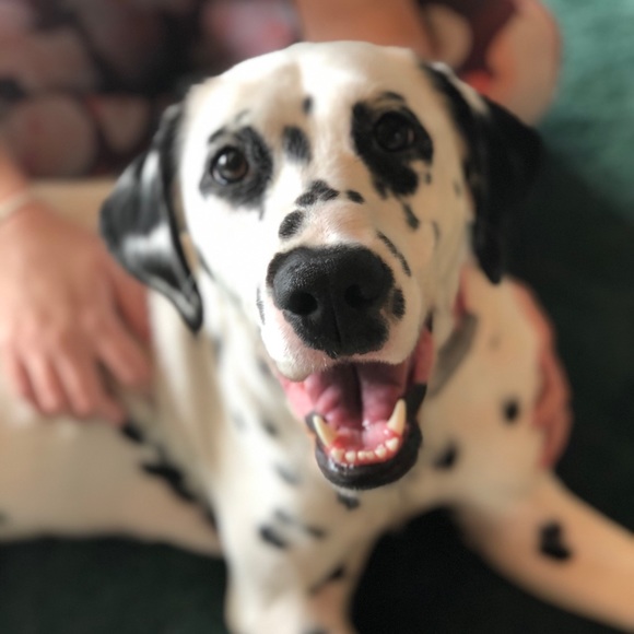 Meet your Posher, Dana - Picture 1 of 1